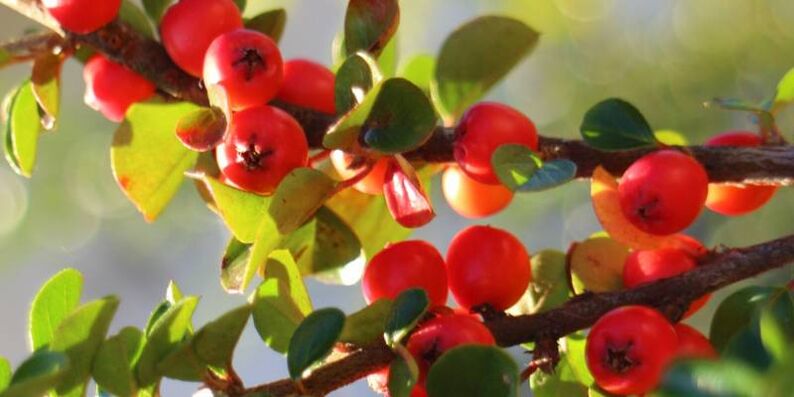 ক্ষমতা বাড়াতে Hawthorn